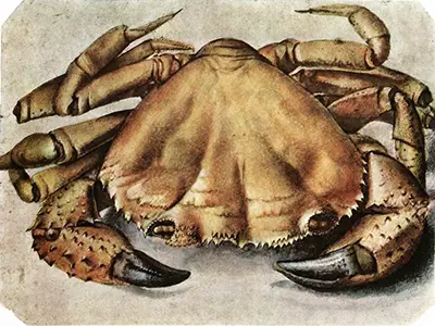 Crab Albrecht Durer